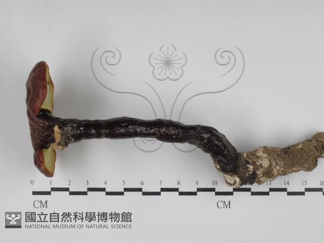 登錄號:F0025197藏品圖，第1張