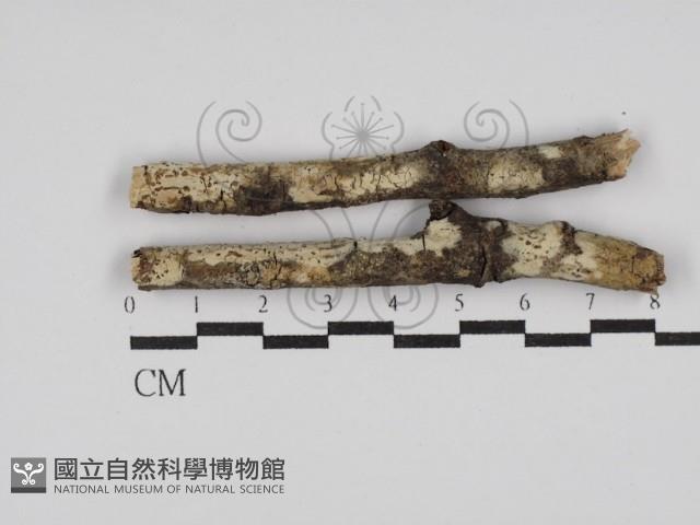 登錄號:F0015197藏品圖，第1張