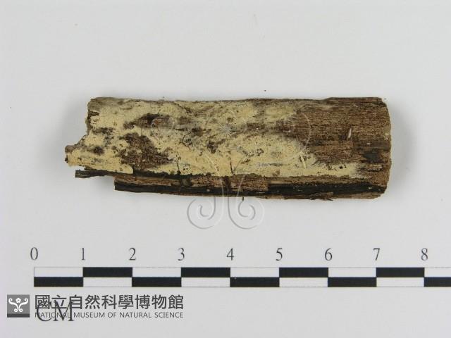 登錄號:F0009197藏品圖，第1張