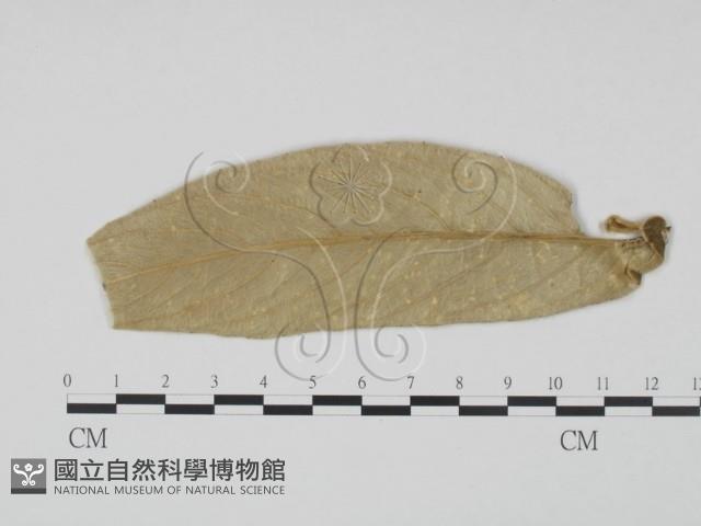 登錄號:F0019197藏品圖，第1張