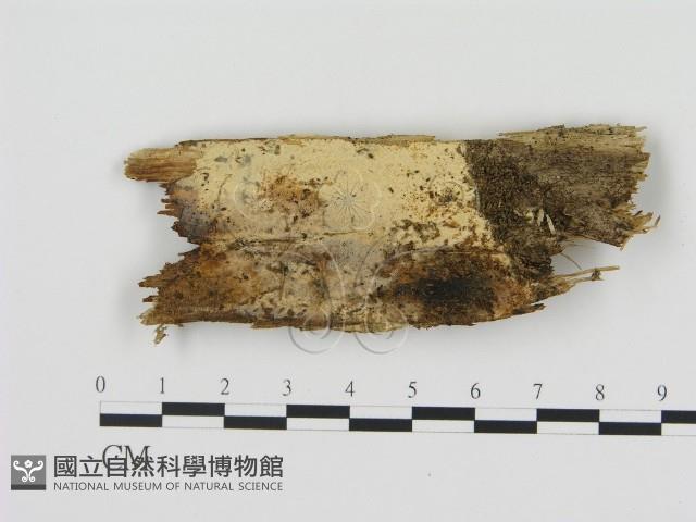 登錄號:F0003197藏品圖，第1張