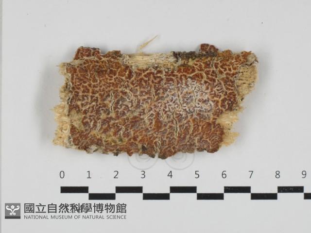 登錄號:F0033197藏品圖，第1張