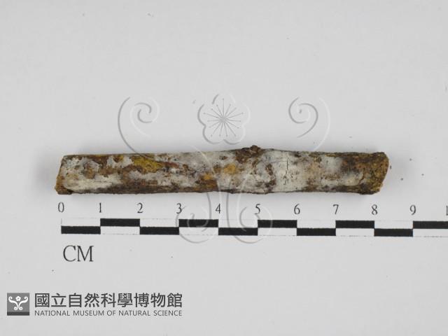 剛毛絲皮菌藏品圖，第1張