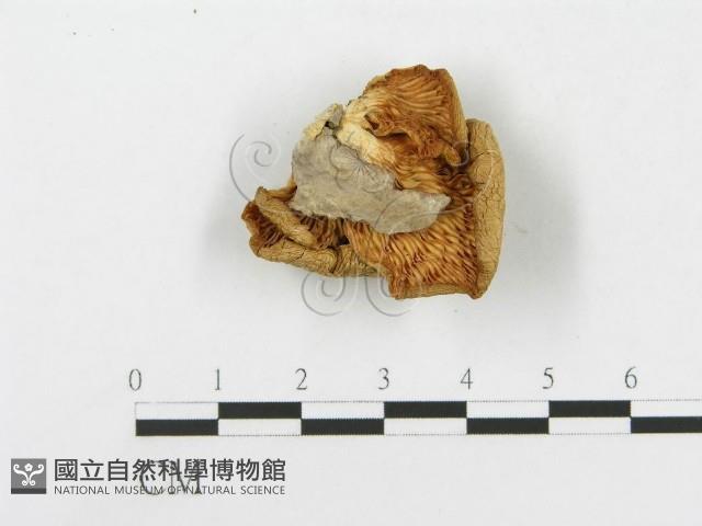 登錄號:F0008097藏品圖，第1張