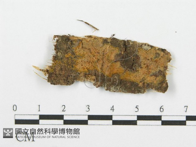 登錄號:F0010097藏品圖，第1張