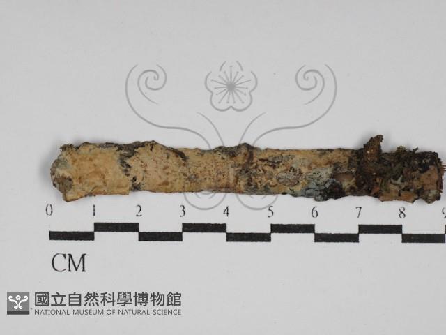 柱擔菌屬藏品圖，第1張