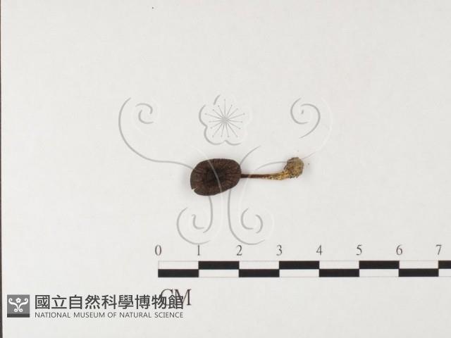 粉褶菌屬藏品圖，第1張