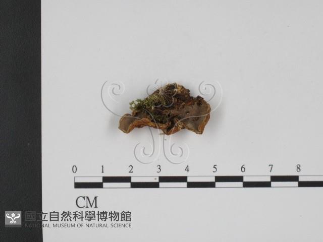 登錄號:F0001097藏品圖，第1張