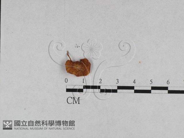 登錄號:F0011097藏品圖，第1張