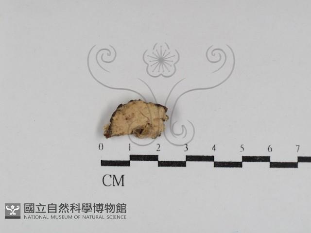 登錄號:F0031097藏品圖，第1張