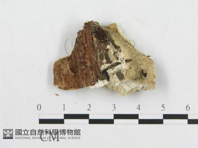 登錄號:F0014097藏品圖，第1張