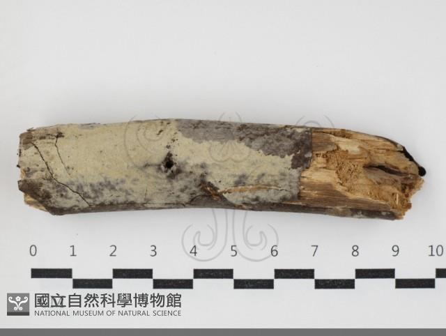 登錄號:F0034097藏品圖，第1張