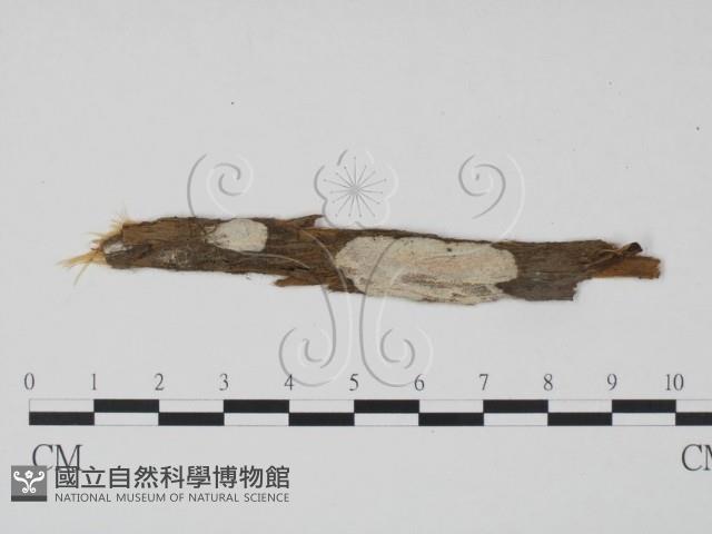樹狀皮革菌屬藏品圖，第1張