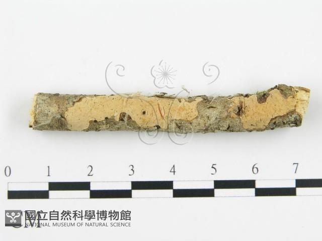 登錄號:F0012097藏品圖，第1張