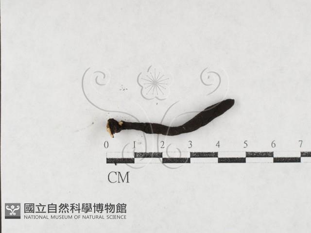 登錄號:F0027097藏品圖，第1張