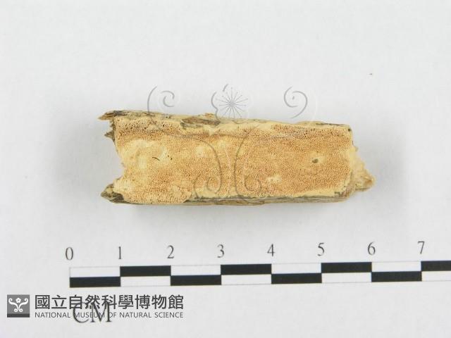 登錄號:F0007097藏品圖，第1張