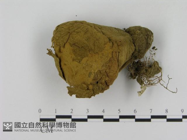 登錄號:F0017097藏品圖，第1張