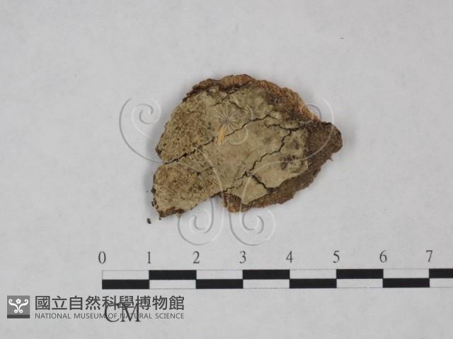 登錄號:F0025097藏品圖，第1張