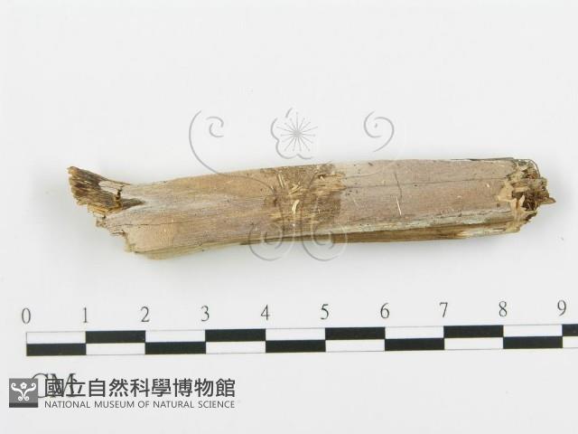 登錄號:F0005097藏品圖，第1張