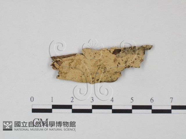 登錄號:F0015097藏品圖，第1張