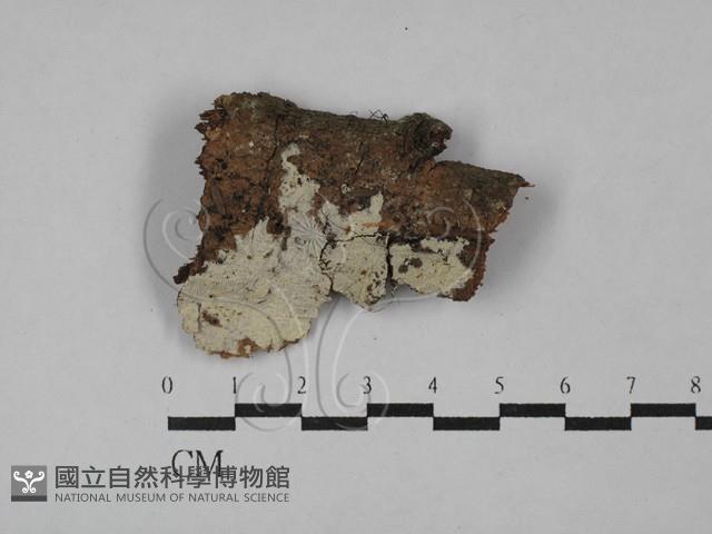 登錄號:F0029097藏品圖，第1張