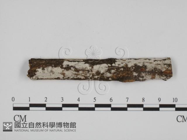 登錄號:F0009097藏品圖，第1張