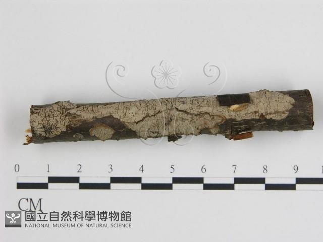 登錄號:F0003097藏品圖，第1張