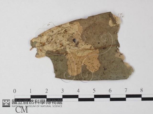 登錄號:F0013097藏品圖，第1張