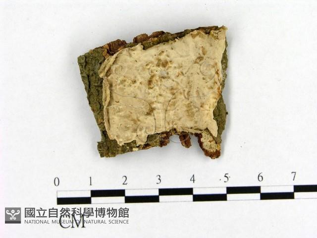 館號:F0020397藏品圖，第1張
