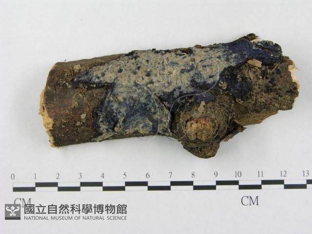 登錄號:F0000397藏品圖，第1張