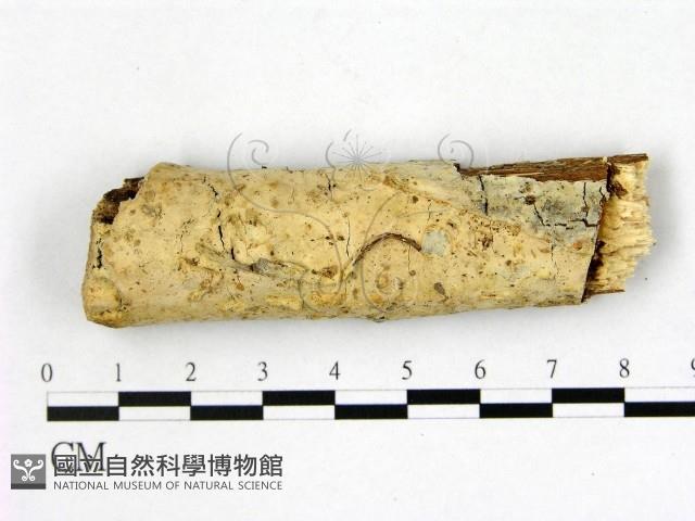 登錄號:F0010397藏品圖，第1張