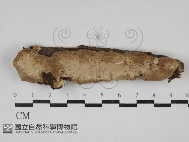 登錄號:F0030397藏品圖，第1張