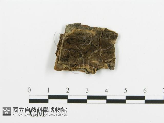 煙管菌藏品圖，第1張