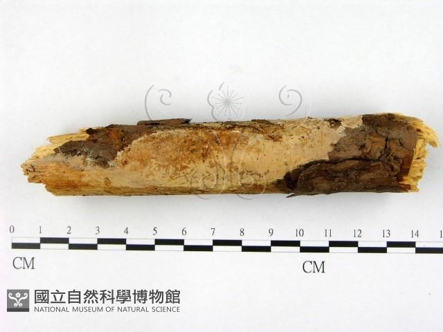 登錄號:F0001397藏品圖，第1張