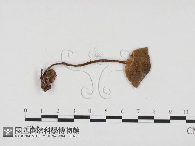 登錄號:F0024397藏品圖，第1張