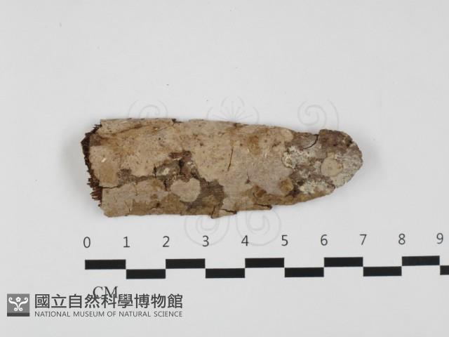 刺皮菌屬藏品圖，第1張