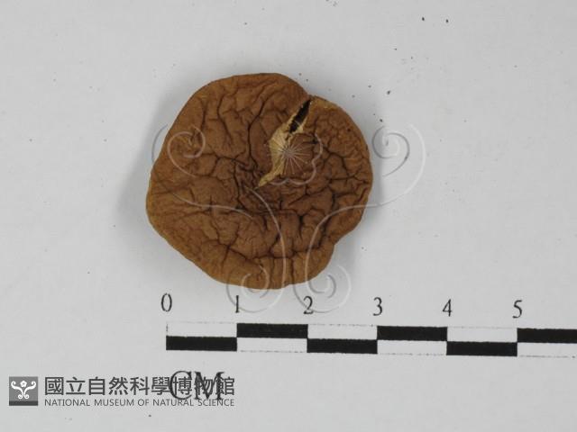 登錄號:F0027397藏品圖，第1張