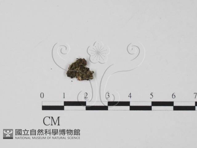 登錄號:F0007397藏品圖，第1張