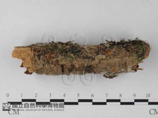 Accession Number:F0025397 Collection Image, Figure 1, Total 3 Figures