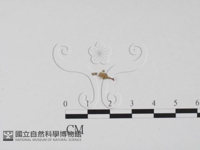 登錄號:F0005397藏品圖，第1張