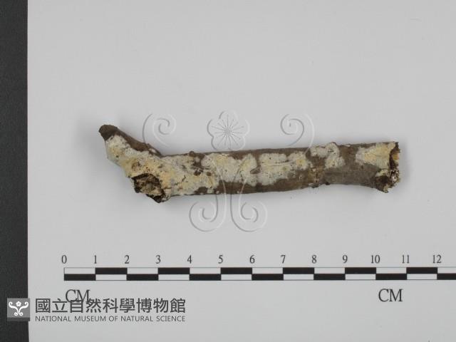 登錄號:F0015397藏品圖，第1張
