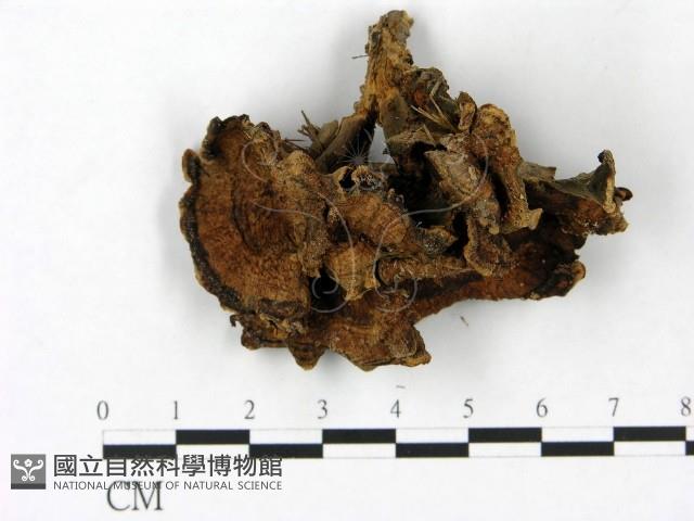 登錄號:F0023397藏品圖，第1張