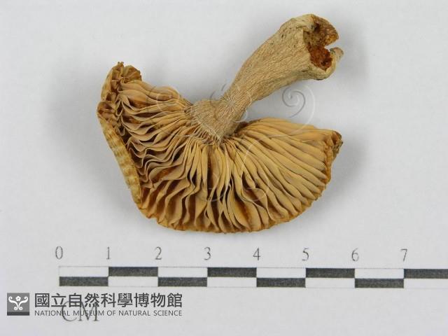 登錄號:F0013397藏品圖，第1張