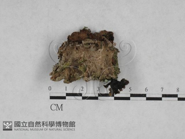 附毛菌屬藏品圖，第1張