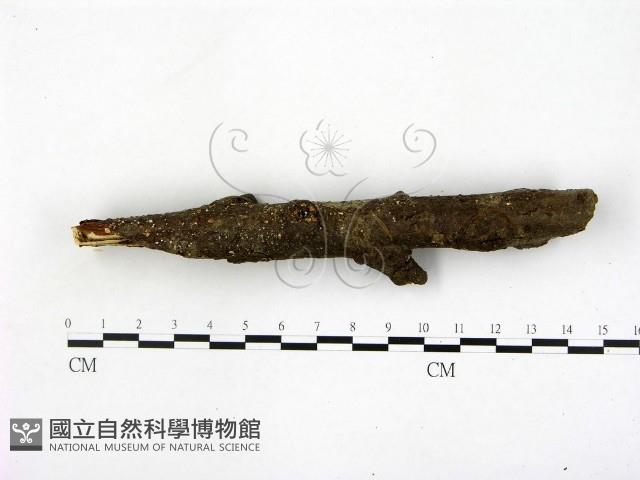 登錄號:F0008287藏品圖，第1張