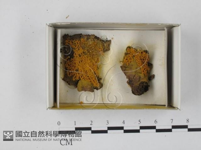 登錄號:F0018287藏品圖，第1張