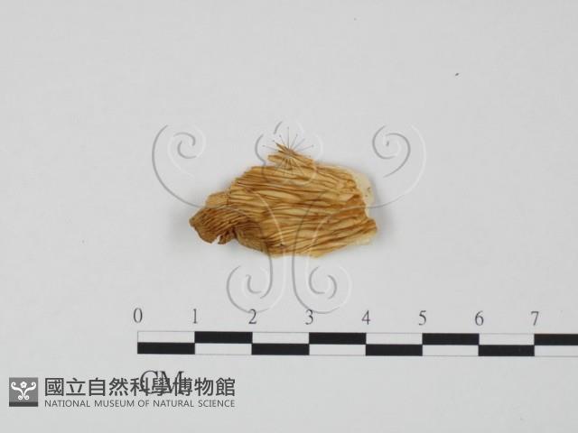 登錄號:F0020287藏品圖，第1張