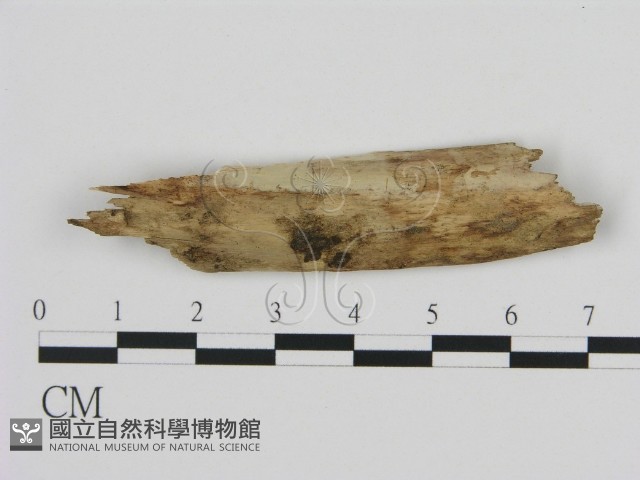 登錄號:F0000287藏品圖，第1張