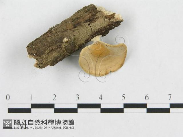 多孔菌屬藏品圖，第1張