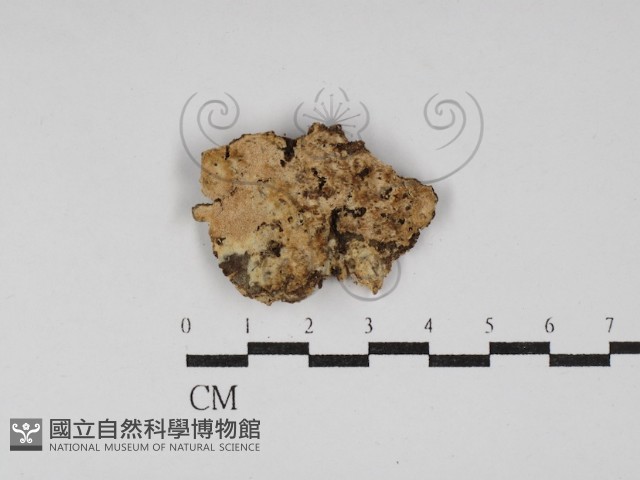 登錄號:F0030287藏品圖，第1張